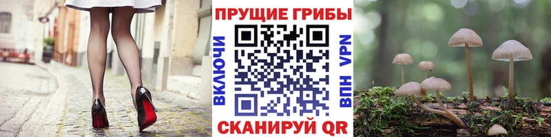 купить   Псков  Псилоцибиновые грибы мухоморы 